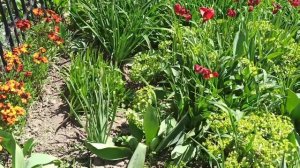 Один из моих цветников. Сегодня работаю в нём.