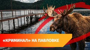 В Башкирии из Павловского водохранилища достали «медведя», который оказался лосем