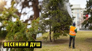В Новосибирске смывают пыль с хвойных деревьев и памятников