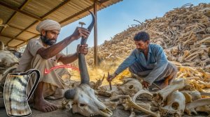 Миллионы рогов животных перерабатываются в потрясающие пивные кружки.
