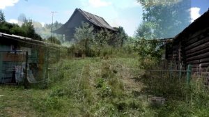 Звук природы. Пение Крапивника в деревне  у леса