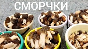 Жизнь в деревне 🏡 // в лес за грибами // торговля на трассе // ролик из архива //