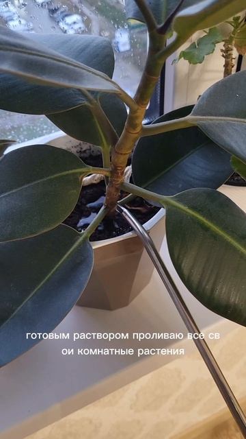 Универсальная подкормка для домашних растений