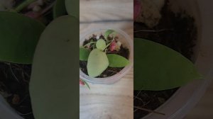 Новинки растений с выставки