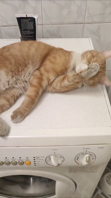 КОТ НА ЦЕНТРИФУГЕ #коткосмонавт #кот #рыжийкот #центрифуга #космокот