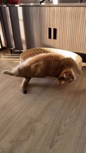 Проснулся