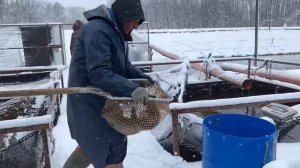 зарыбление форелью 27.04.2026