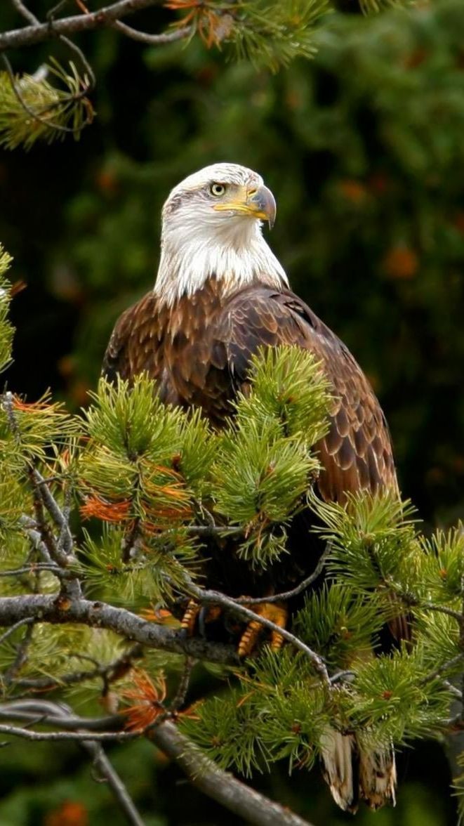ВЕСЕННИЙ ЛЕС: ПЕНИЕ ПТИЦ И ЗВУКИ ПРИРОДЫ ASMR 🌿