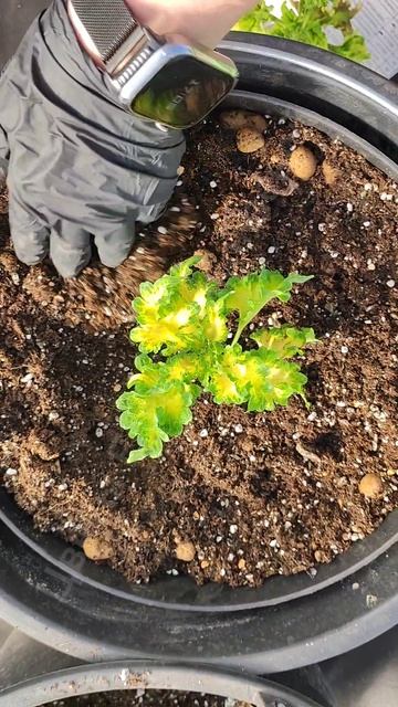 КОЛЕУСЫ ПЕРЕСАЖИВАЙТЕ Только в такой объем!