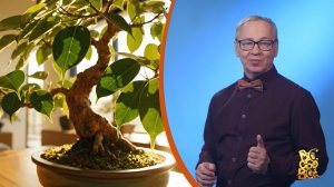 Всё обо всём. Бонсай. Выпуск от 27.04.26