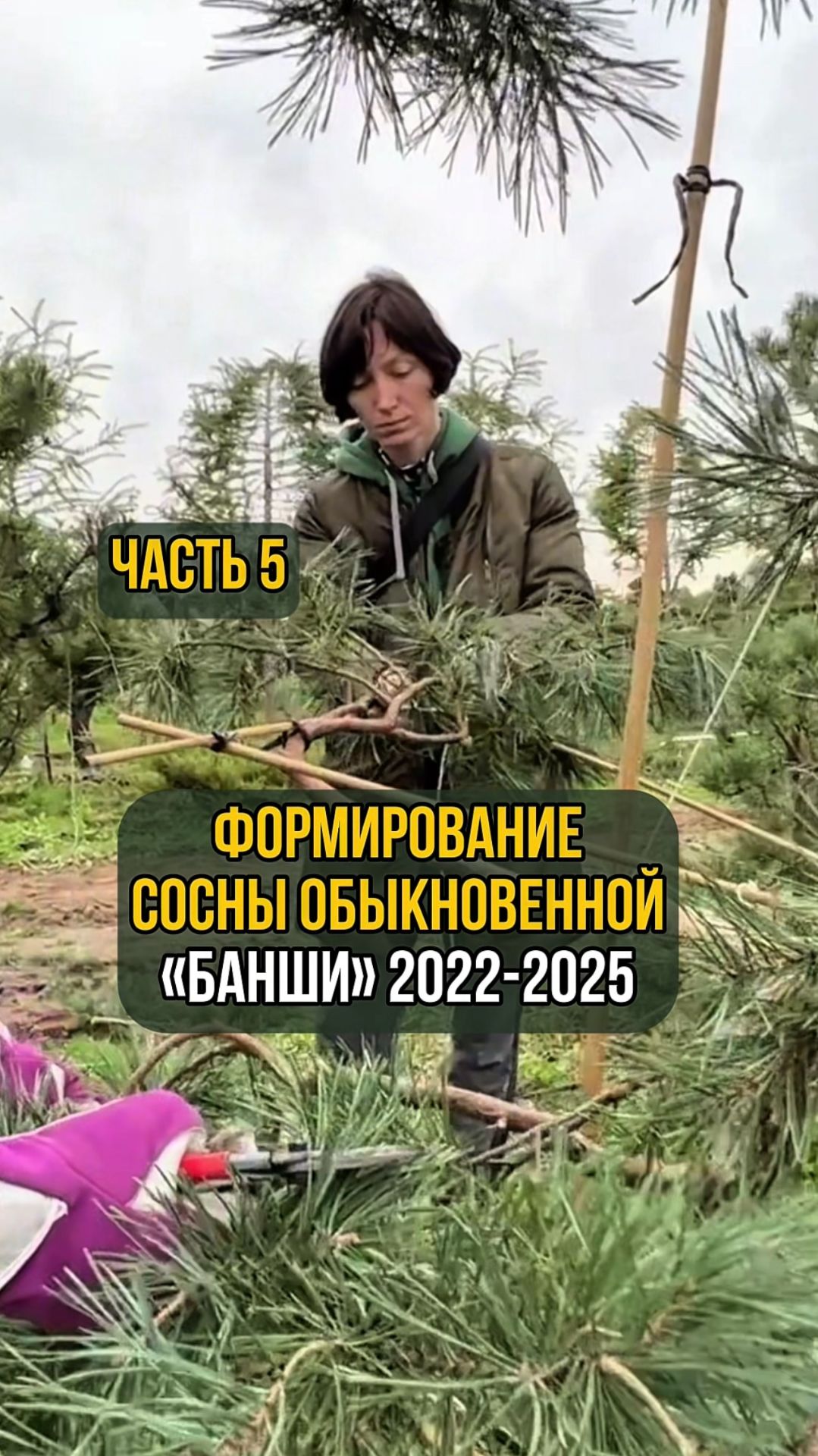 Формирование сосны обыкновенной Банши 2022-2025 гг. Часть 5