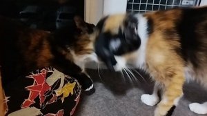 Поддержка кошечки дочкой. « Поцелуй  меня,родная!»..И - целует.
Больно. Знает.