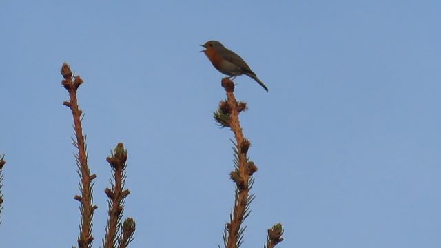 Зарянка на вершине ели в Межстоличьи 14 апреля 2026