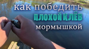 Плохой клёв? сейчас победим! карась, плотва и краснопёрка - поддаются уловкам .