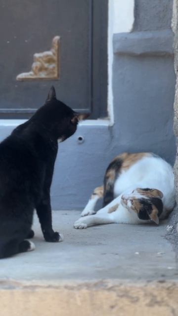 Котики 😶