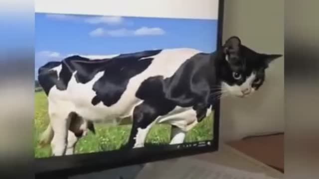 Смешные видео с домашними животными 🤣 прикольно и смешно🐕🐤🐈⬛