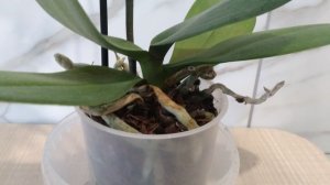 Жив-здоров мой цветочек