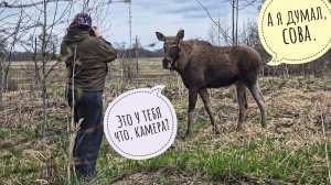 У лося Степана фотосессия состоялась. А толку? Искусственный интеллект лучше нарисует!