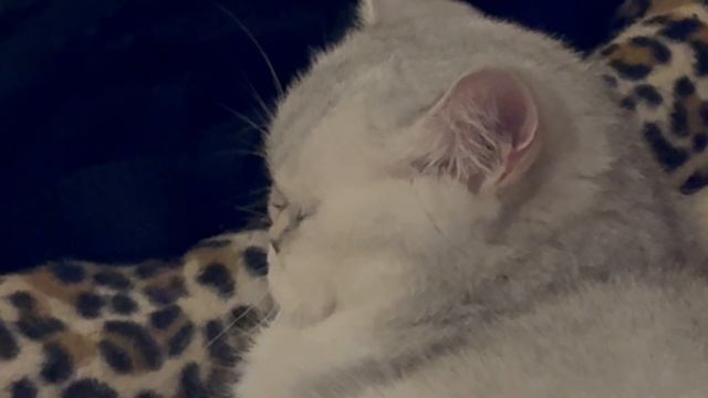 Сладкий сон британской шиншиллы