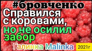Семья Бровченко _Справился с коровами, но не осилил забор _Обзор Влогов _