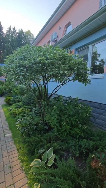 счего начинать работу на участке с того что явно убрать ту проблему которая бросается в глаза