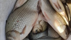 КЛЁВ ПРОДОЛЖАЕТСЯ . КАРАСЕВЫЙ