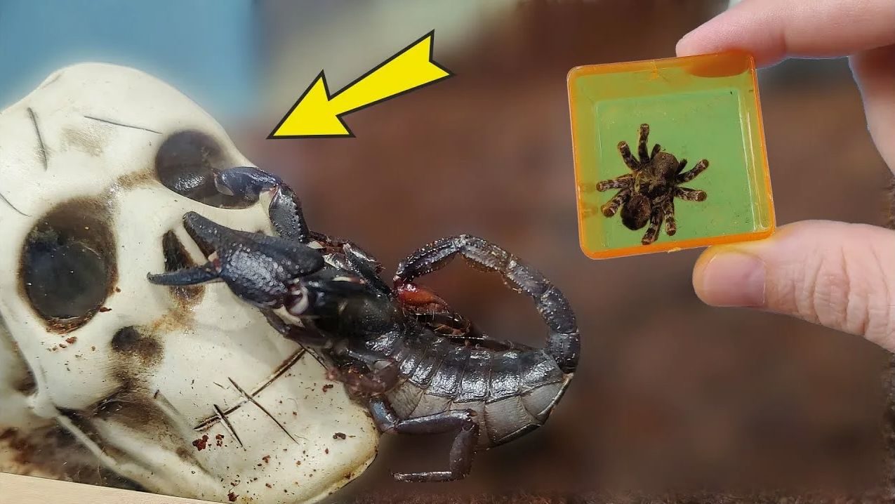 Мой Скорпион застрял в черепе! Паулина нашлась, но все очень плохо!