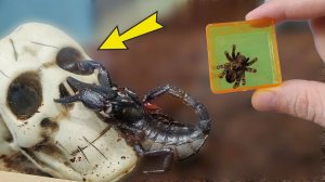 Мой Скорпион застрял в черепе! Паулина нашлась, но все очень плохо!