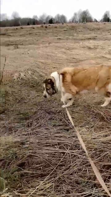 Верный друг САО Балу 🍀 ищет 🏠❗Пост в описании 🎥 #dog #собака #алабай #сао  #любовь #счастье