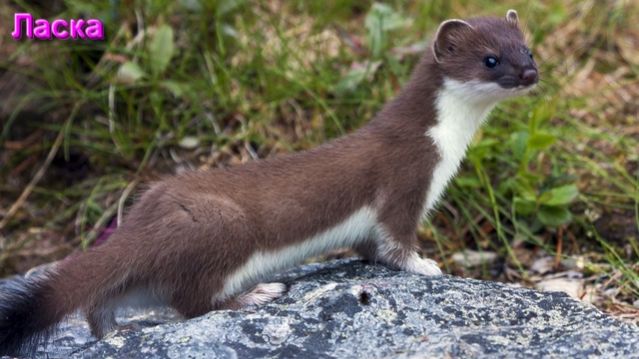 Временные Циклы: Естественные и Искусственные