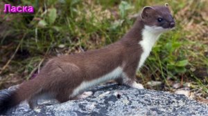 Временные Циклы: Естественные и Искусственные