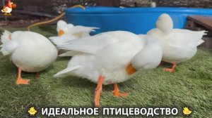 Идеальное птицеводство достойно восхищения 🐓🦆🦢🦚🦃🐔 эпизод (490)