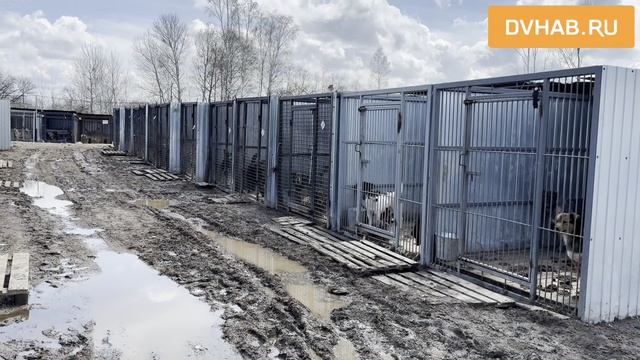 День открытых дверей прошел в приюте «Добрый пес»