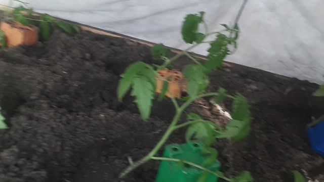 2391.  Рассадный 26, высаживаю  томаты в теплицу,27-04-2026