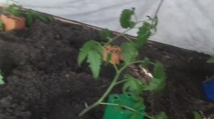 2391.  Рассадный 26, высаживаю  томаты в теплицу,27-04-2026