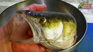 Почему судак жареный в яйце получается таким вкусным?