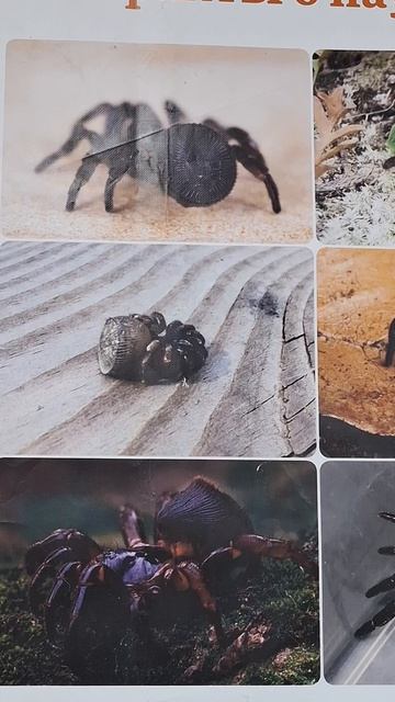 Интересные факты о паукахна выставке Рептилий пауки животные насекомые