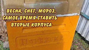 пчеловодство, весна снег мороз самое время ставить вторые корпуса