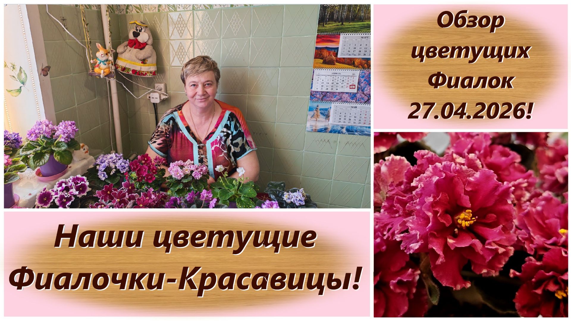 Обзор цветущих Фиалок 27.04.2026!