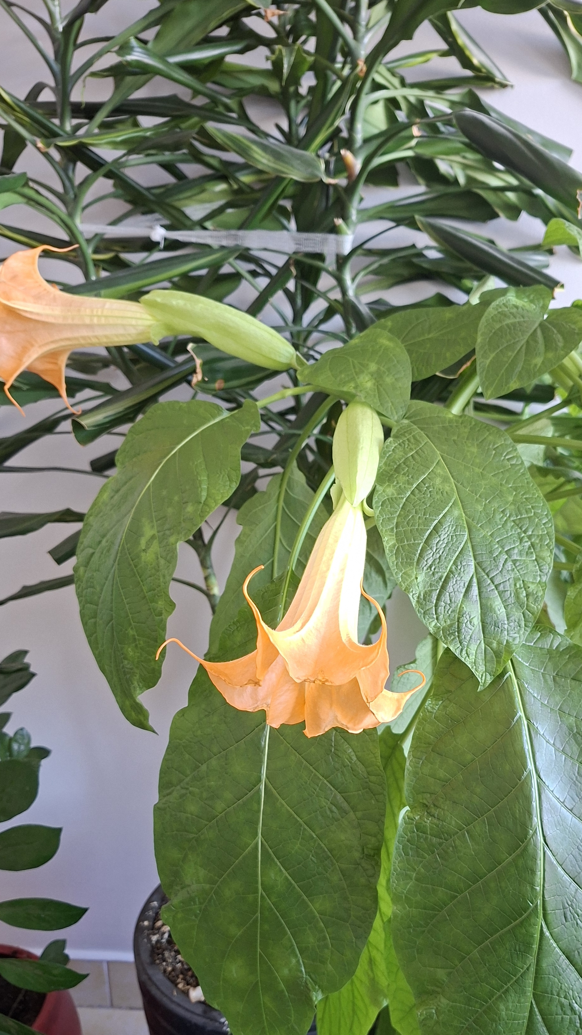 Зацвела бругмансия#трубаангела🔥🧚♀️