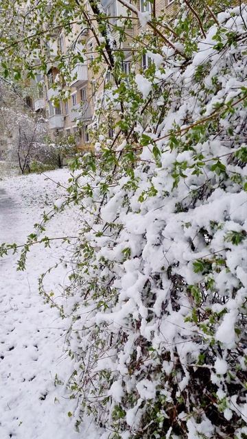 Зима вернулась в Москву 27 апреля. Весна 2026 г. Москву занесло снегом.