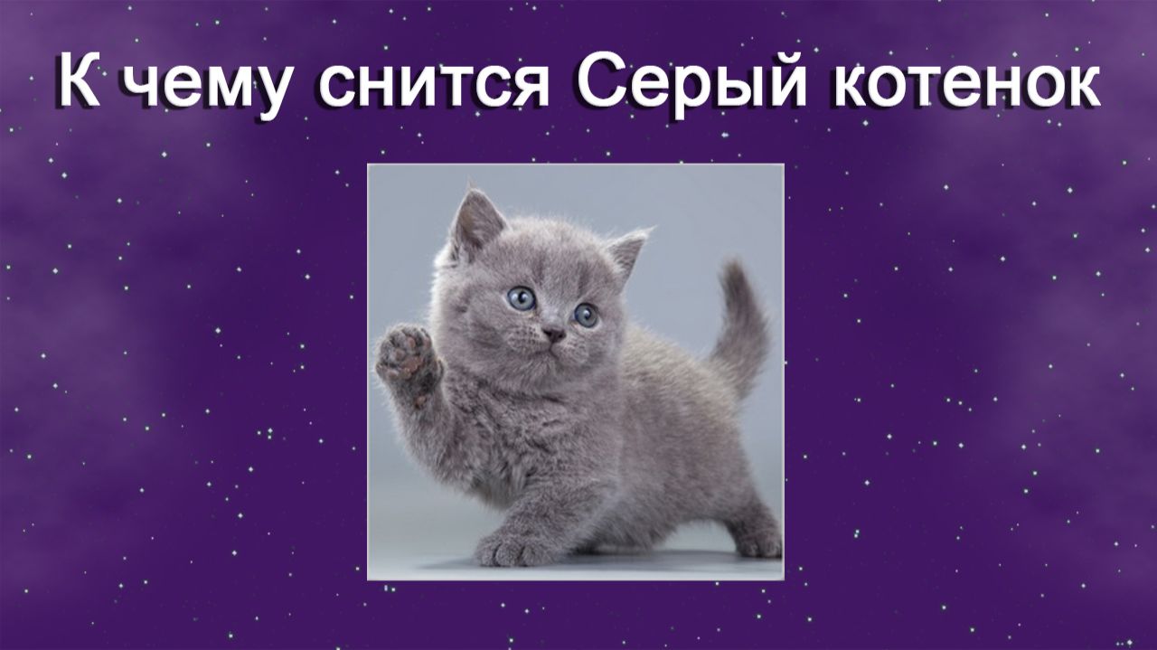 К чему снится Серый котенок - толкование сна
