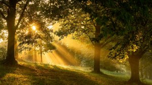 ✨ МЕДЛЕННАЯ УСПОКАИВАЮЩАЯ МУЗЫКА ДЛЯ СНА 🎵 НЕЖНАЯ РАССЛАБЛЯЮЩАЯ МУЗЫКА ДЛЯ ДУШИ В ТУМАННОМ ПАРКЕ