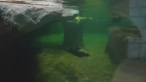 В царстве морских котиков