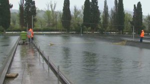 На форелеводческом заводе в Сочи осетрам делают УЗИ, а икру сортируют умные камеры