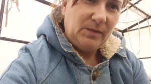 26.04.2026/ рассада в теплице