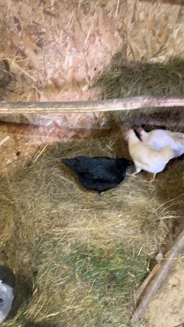 Новости из курятника 🐓. #новости #петух #курятник #яйцо