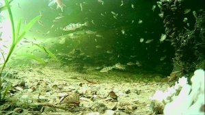 1000013439.mp4Волга гл.2м.27.04.2026г.