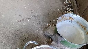 Мы любим кушать