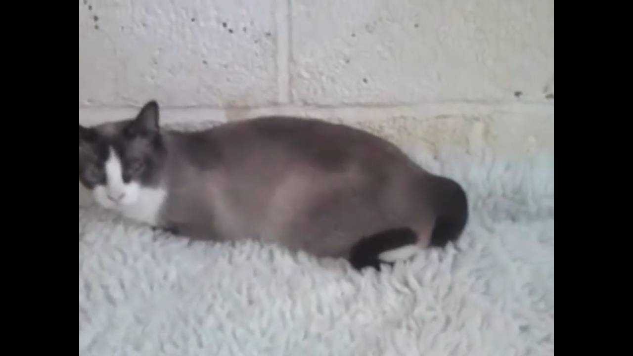 Кошки спариваются / Cats mate смотреть онлайн